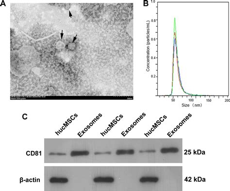 Identification Of Human Umbilical Cord Mesenchymal Stem Cell