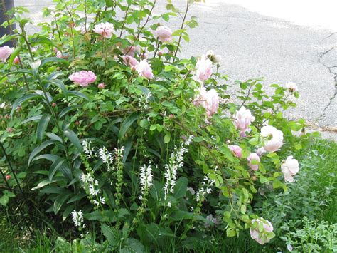 18 Roses Companion Plants Markusnayyab