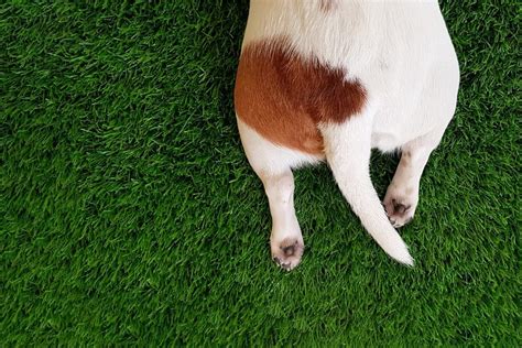 How To Read A Dogs Tail Position Meaning And More