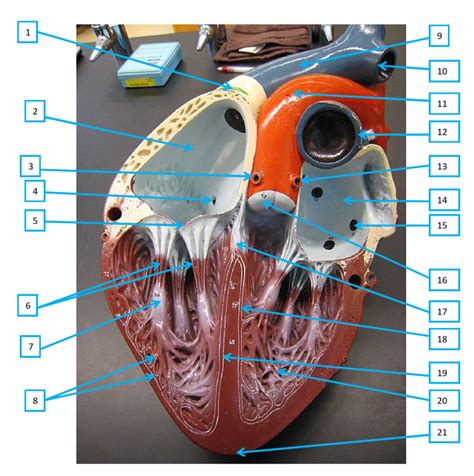 Heart Model Inside Diagram Quizlet