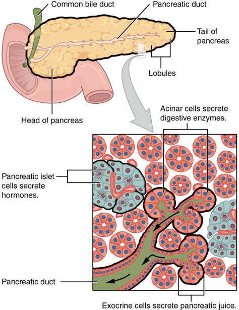 Pancreas Anatomy Concise Medical Knowledge