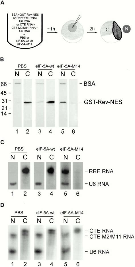 The Eif A Mutant Protein M Inhibits The Nuclear Export Of