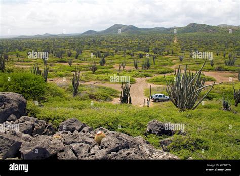 Plantas de cactaceae fotografías e imágenes de alta resolución Alamy