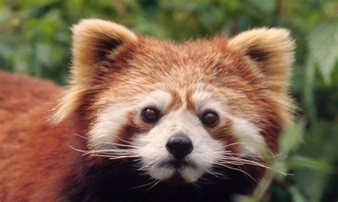 Red Panda | Species | WWF