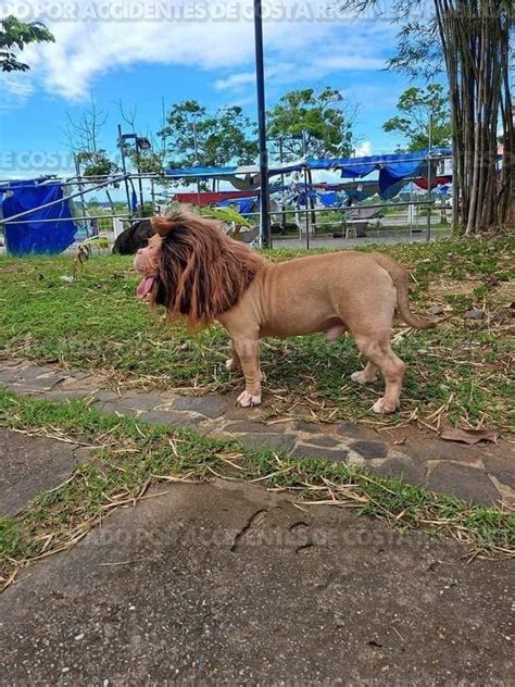 ACCIDENTES DE COSTA RICA Net On Twitter Firulais Se Presto De Malvado