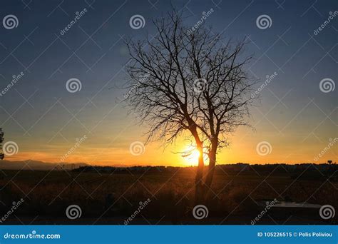 Beauty In Nature With A Naked Tree Stock Image Image Of Ecological Sunset 105226515
