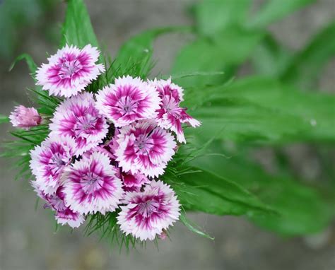 Bartnelke Sweet William Dianthus Barbatus A Photo On Flickriver