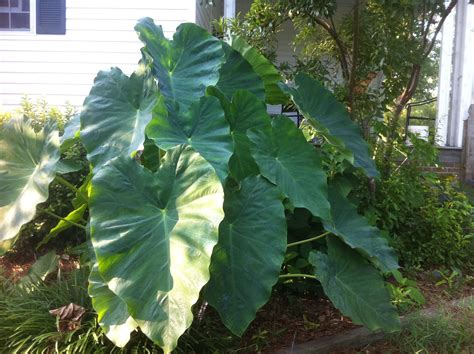 Ксантозома Фиолетовая Фото – Telegraph