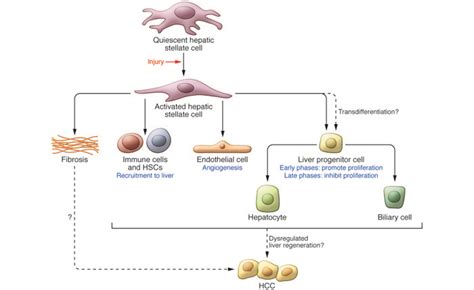 Jci Hepatic Stellate Cells In Liver Development Regeneration And Cancer