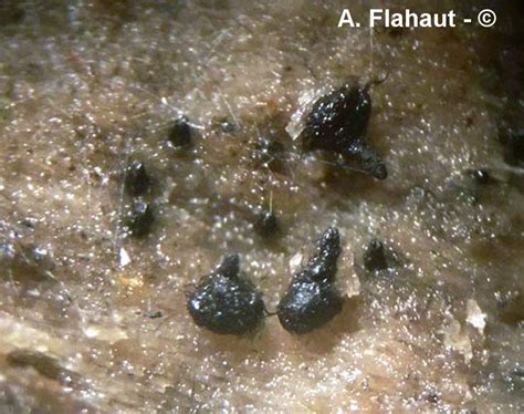 Micromycète ascomycète Lentomitella cirrhosa A Flahaut