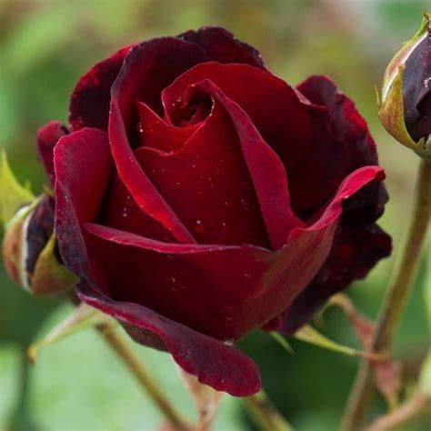 Bush Rose – floribunda ‘Black Beauty’ – Greenleaf Nurseries