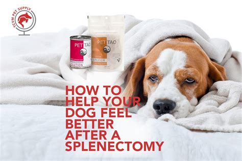 How to Help Your Dog After Spleen Removal - TCVM Pet Supply