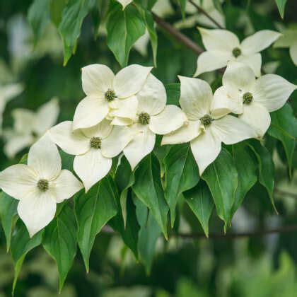 Evergreen Dogwood - Garden Express