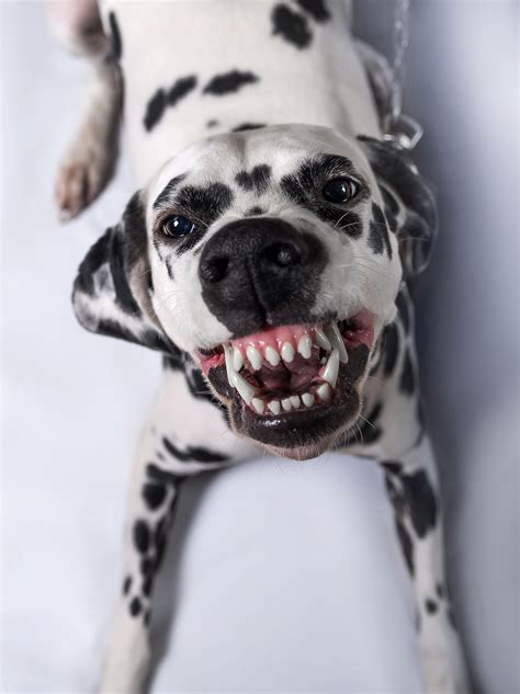 Dalmatian Smile Everything About Dalmatians