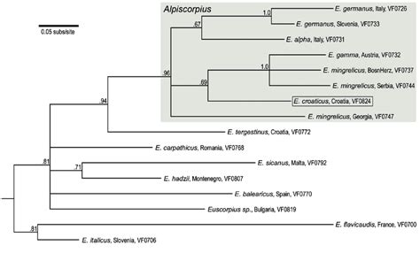 Phylogenetic Position Of Euscorpius Croaticus Di Caporiacco 1950