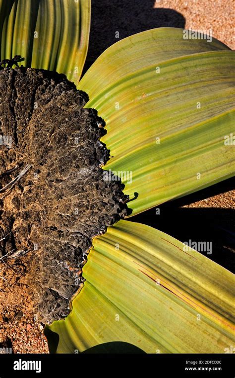 Welwitschia Welwitschia Mirabilis Living Fossil Plant Namib Desert