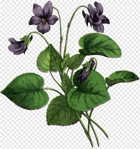 African Violet Drawing