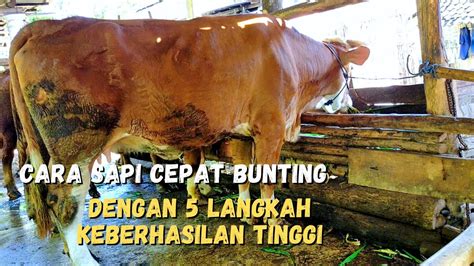 Cara Sapi Cepat Bunting Dengan Langkah Keberhasilan Tinggi Youtube