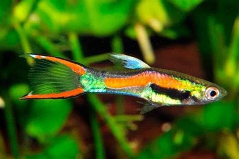 Endler S Livebearer Guppy Poecilia Wingei Guide Breeding Tank