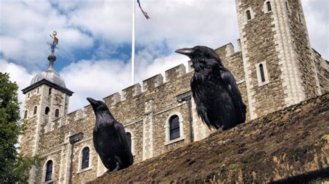 Tower Of London Ravens