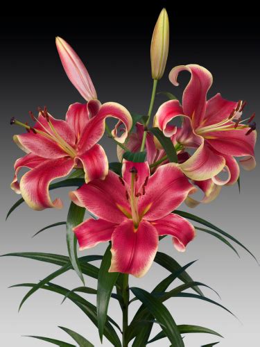 Buy Lily Bulbs Lily African Lady Oriental Trumpet Lily Gold Medal