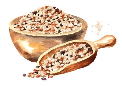 Quinoa Stock Illustrations Quinoa Stock Illustrations Vectors