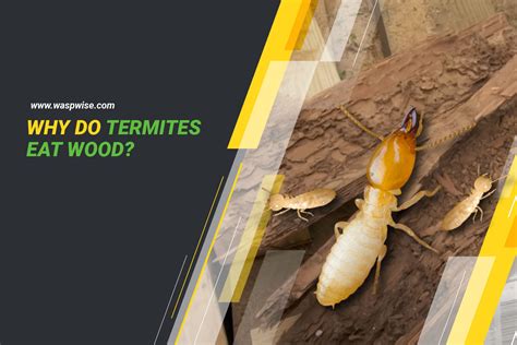 Why Do Termites Eat Wood What Type Of Wood Do They Prefer