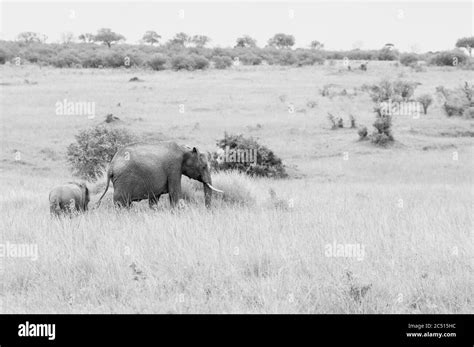 Female African Bush Elephant And Its Calf Loxodonta Africana Foraging