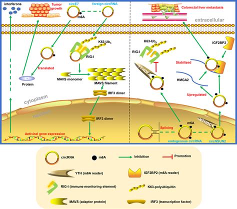 M A Modified Circrnas In Innate Immunity And Tumours M A Modification