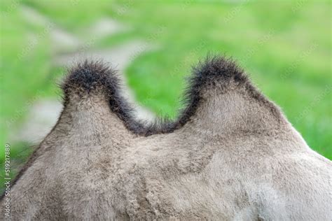 Camel hump close-up. The back of a camel with two humps. Humpback ...