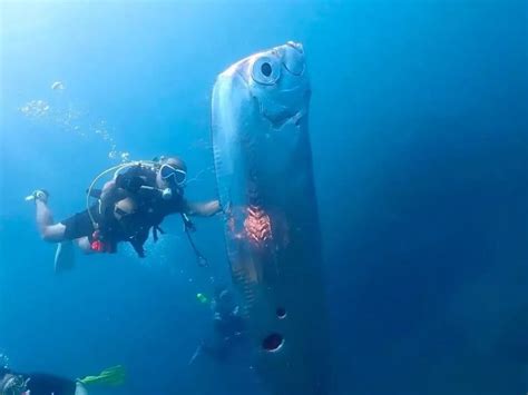 VÍDEO mergulhadores encontram peixe gigante na costa de Taiwan