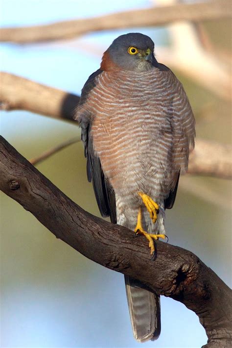 Collared Sparrowhawk Hamelin Station Reserve Birds INaturalist