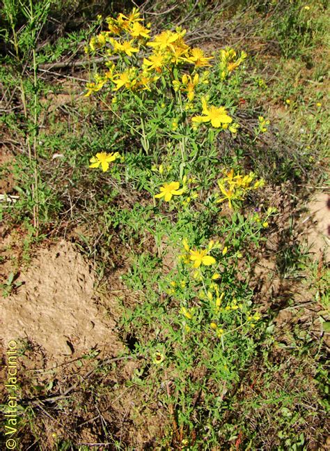 Klamath Weed Invasive Exotic Plants Of North Carolina Inaturalist