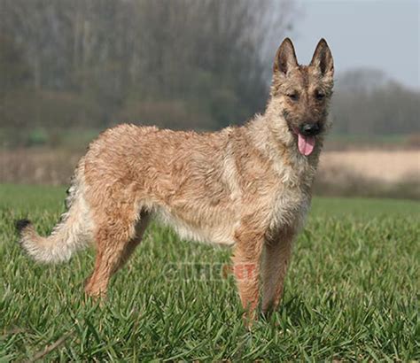 Belgian Shepherd Laekenois popularity, price, lifespan, origin, colors