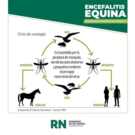 Encefalitis Equina En R O Negro C Mo Siguen Los Procedimientos Tras