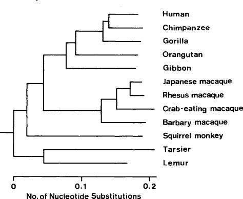 Figure 3 from Molecular phylogeny and evolution of primate mitochondrial DNA. | Semantic Scholar