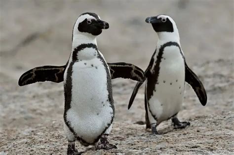 15 Amazing Facts About African Penguins [#9 Might Make You Squirm ...