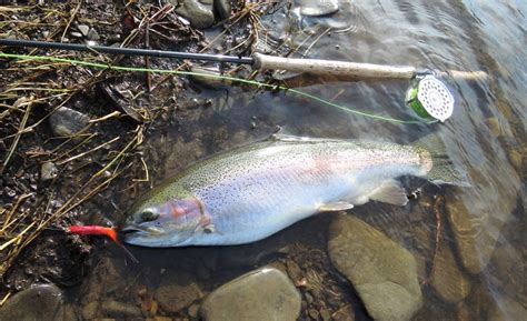 Salmon River, New York | Spey Pages