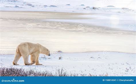 Image De Plage Avec Un Ours Polaire Pix Peur Sur Les Plages Du Risque