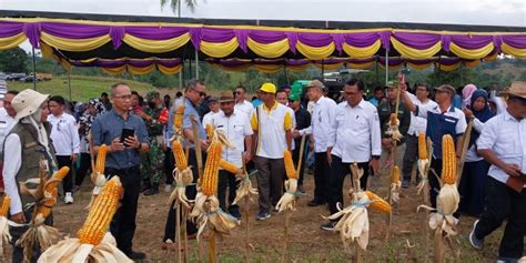 Kadis Pertanian Dorong Petani Tingkatkan Produksi Komoditas Jagung