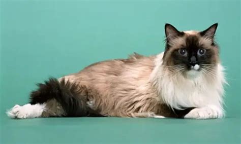 Ojos Azules Longhair Сat Breed Information Photo Care History