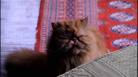 Adorable Ginger Persian Cat Meowing Youtube