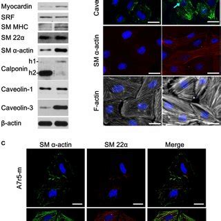 | Caveolin-3 prevents oxidized LDL-induced cell death . Cells ... 