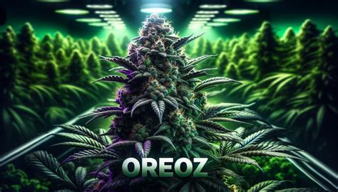 Oreoz Strain Review Effects Potency And Growing Tips