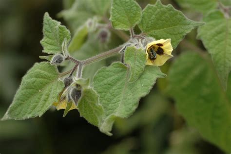 Physalis Peruviana Solanaceae Image 57974 At PhytoImages Siu Edu