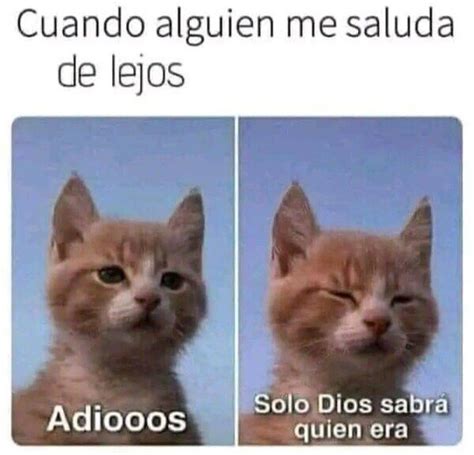 Memes De Gatos Meme Subido Por Athelant Memedroid