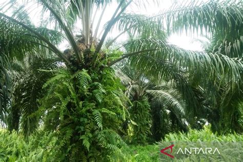 Disbun Kaltim Perbanyak Benih Sawit Unggul Untuk Masyarakat Antara News Kalimantan Timur