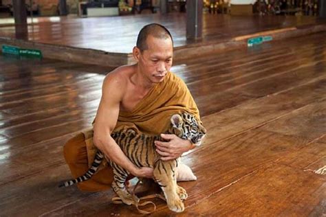 Buddha Monks Worship Among Tigers In Tiger Temple इन बौद्ध भिक्षुकों की है शेरों से यारी 150