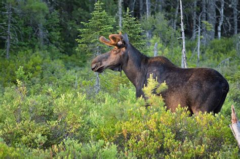 Katahdin, The Maine North Woods and Florida: Maine Moose