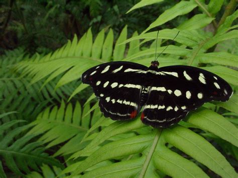 Free Images Nature Wing Plant White Leaf Flower Female